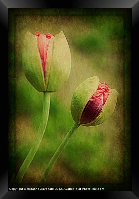Natures Poppies.. Framed Print by Rosanna Zavanaiu
