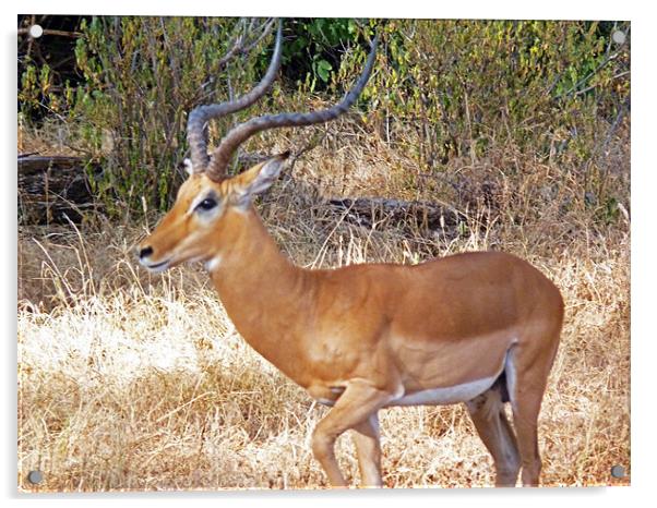 Impala Acrylic by Tony Murtagh