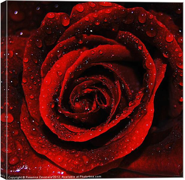 Romance Rose. Canvas Print by Rosanna Zavanaiu