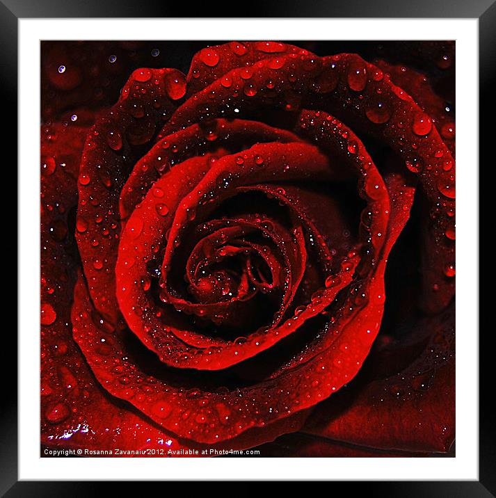 Romance Rose. Framed Mounted Print by Rosanna Zavanaiu