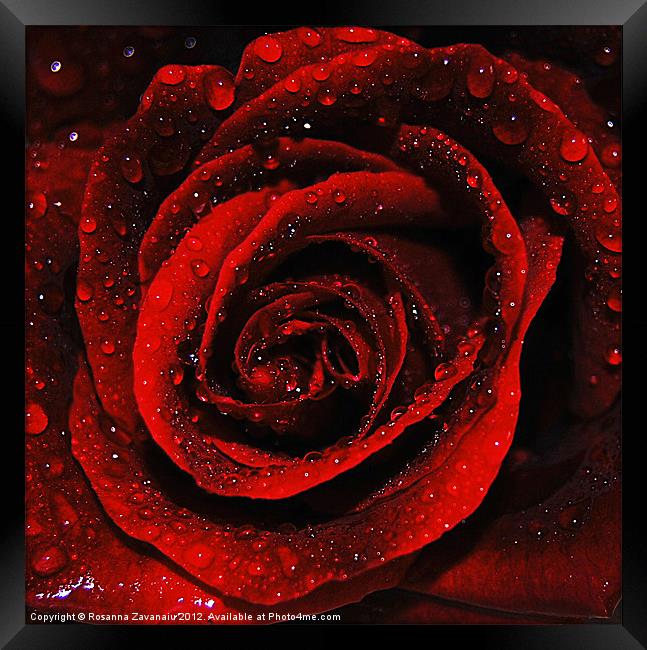 Romance Rose. Framed Print by Rosanna Zavanaiu
