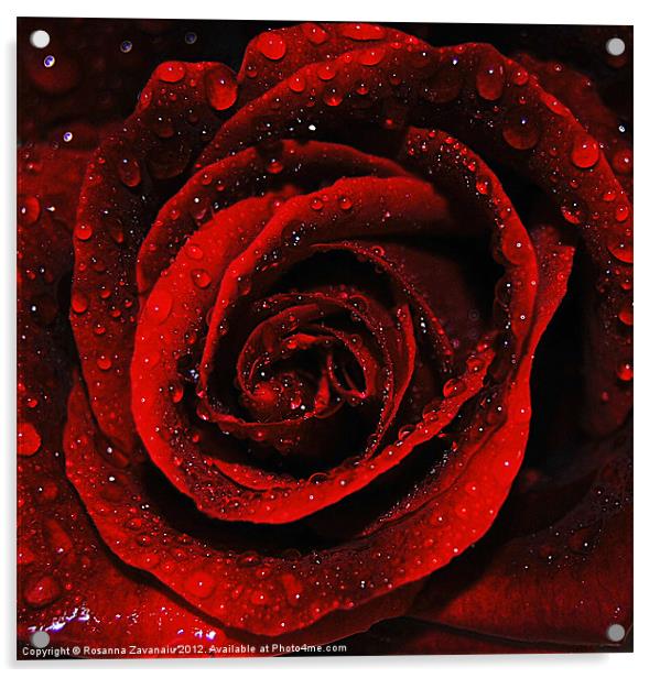 Romance Rose. Acrylic by Rosanna Zavanaiu