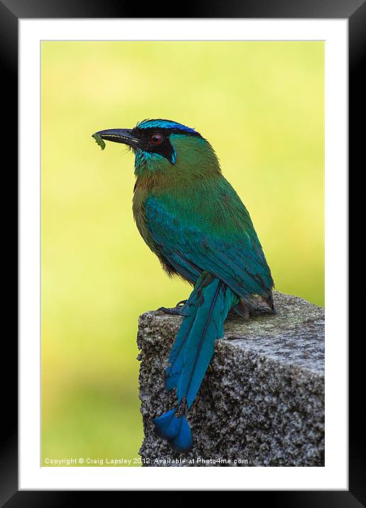 Blue crowned Motmot with a caterpillar Framed Mounted Print by Craig Lapsley