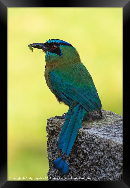 Blue crowned Motmot with a caterpillar Framed Print by Craig Lapsley