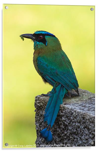 Blue crowned Motmot with a caterpillar Acrylic by Craig Lapsley