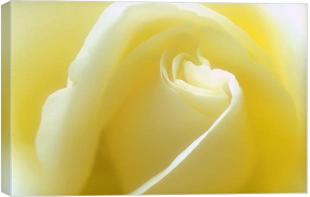 Delicate pastel rose, close-up shot Canvas Print by Simon Armstrong