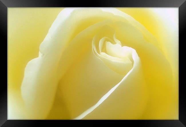 Delicate pastel rose, close-up shot Framed Print by Simon Armstrong