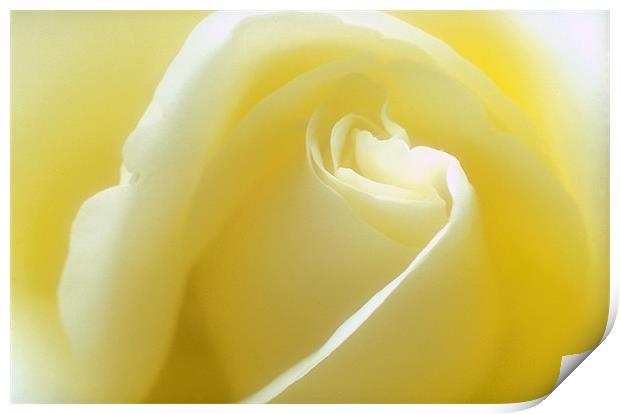 Delicate pastel rose, close-up shot Print by Simon Armstrong