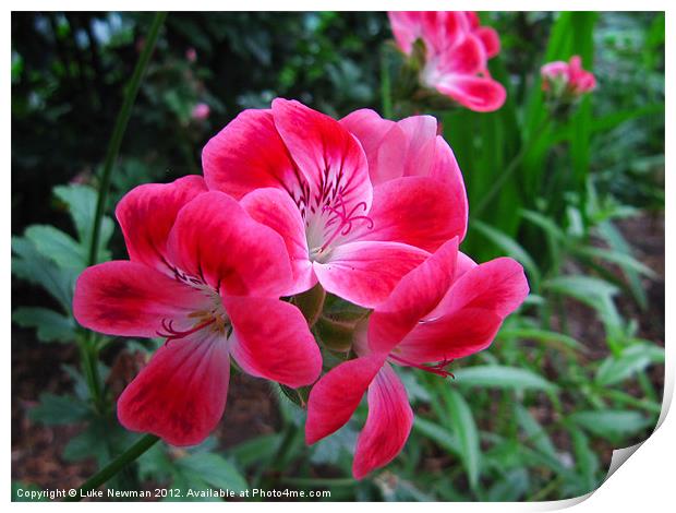 Georgina Blythe Geranium Print by Luke Newman