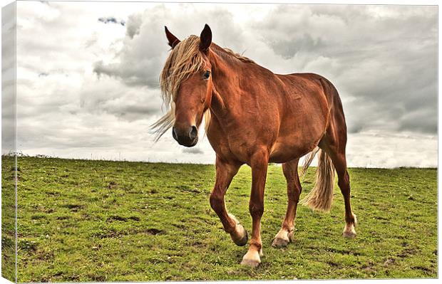 Horse in a Field Canvas Print by Dawn Cox