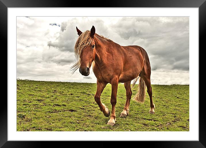 Horse in a Field Framed Mounted Print by Dawn Cox
