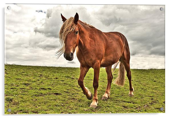 Horse in a Field Acrylic by Dawn Cox