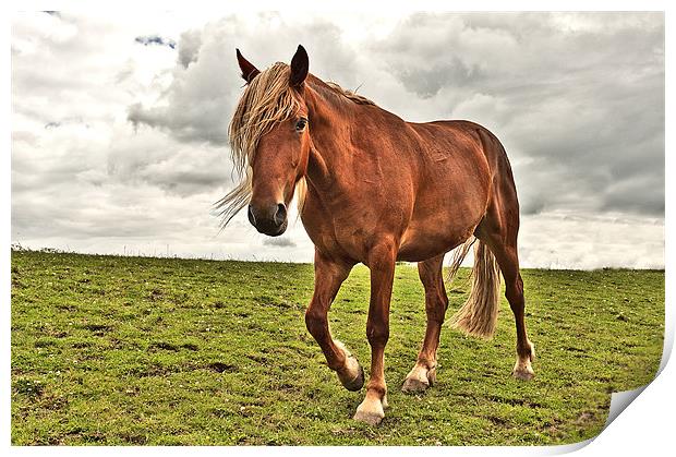 Horse in a Field Print by Dawn Cox