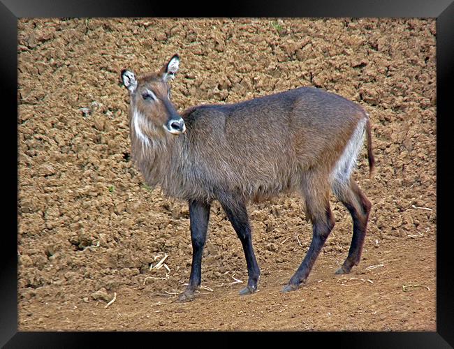 DeFassa Waterbuck Framed Print by Tony Murtagh