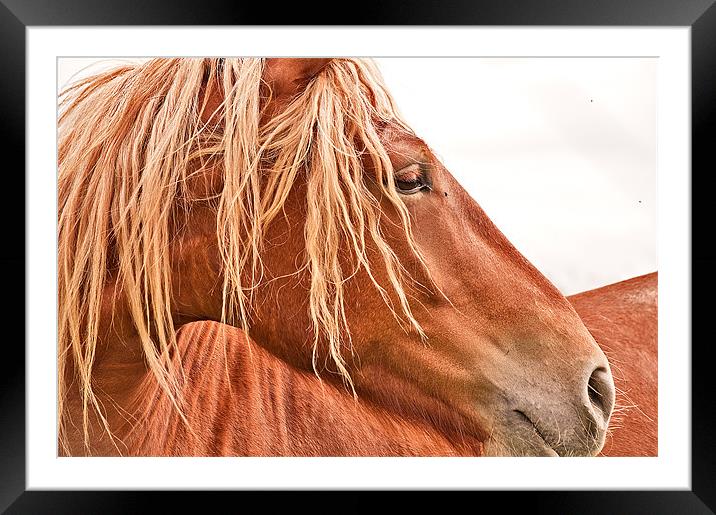 The Stallion Framed Mounted Print by Dawn Cox