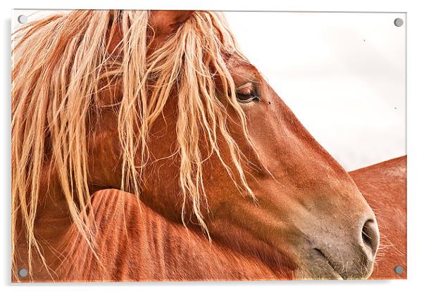 The Stallion Acrylic by Dawn Cox