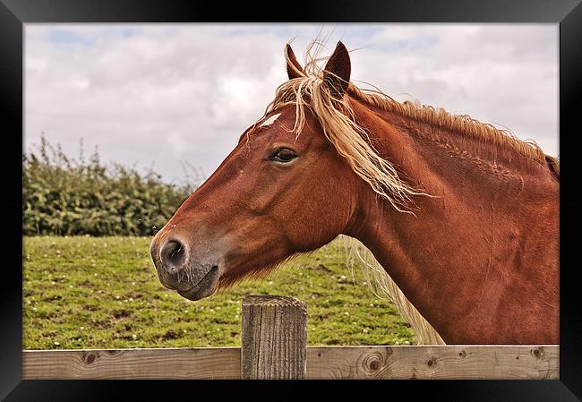 Over the Fence Framed Print by Dawn Cox