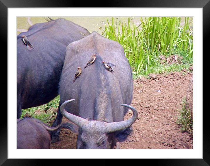 Oxpecker on Water Buffalo Framed Mounted Print by Tony Murtagh