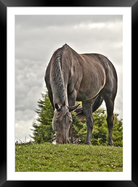 Horse Grazing Framed Mounted Print by Dawn Cox
