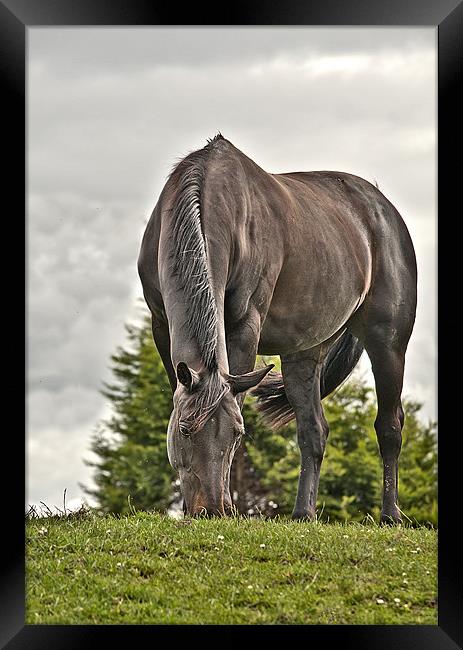 Horse Grazing Framed Print by Dawn Cox