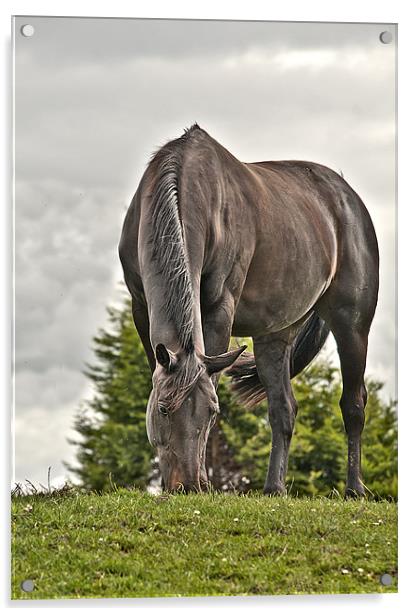 Horse Grazing Acrylic by Dawn Cox
