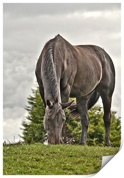 Horse Grazing Print by Dawn Cox