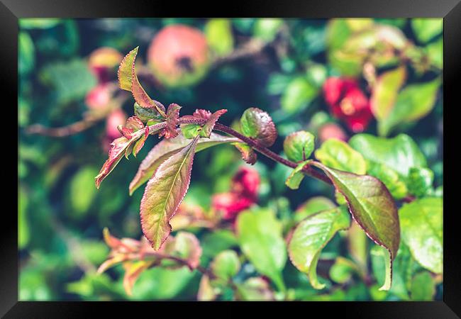 Apple Plant Framed Print by Daniel Walsh