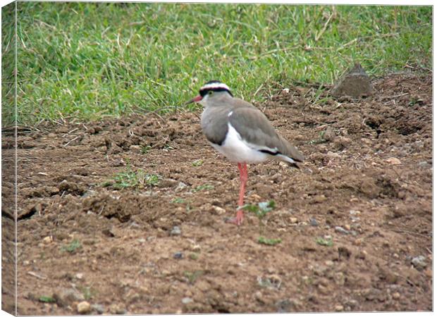 Crowned Plover Canvas Print by Tony Murtagh