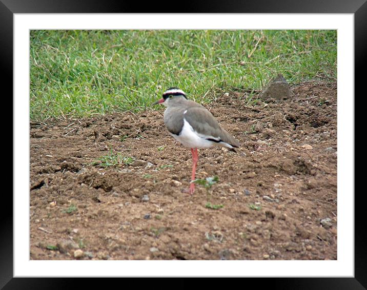 Crowned Plover Framed Mounted Print by Tony Murtagh