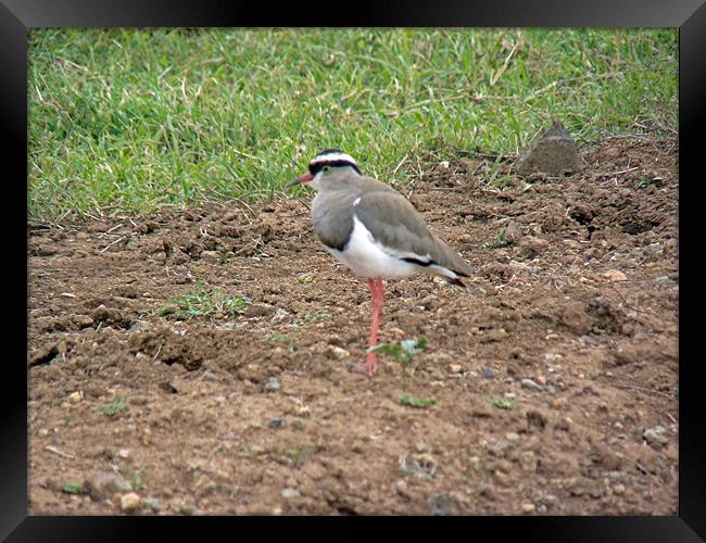Crowned Plover Framed Print by Tony Murtagh
