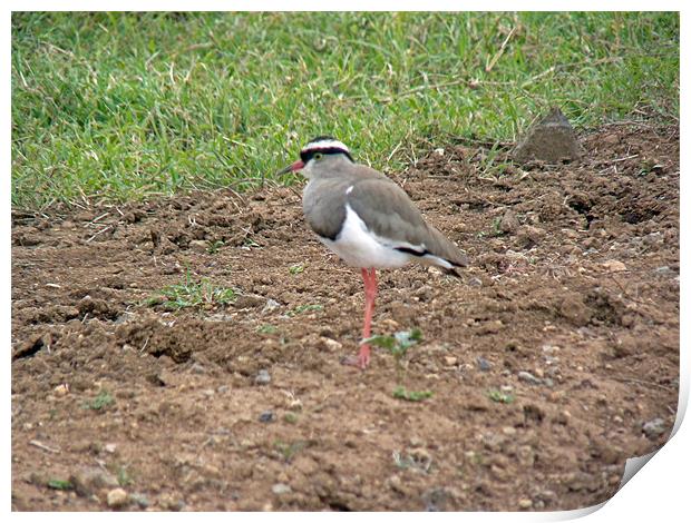 Crowned Plover Print by Tony Murtagh