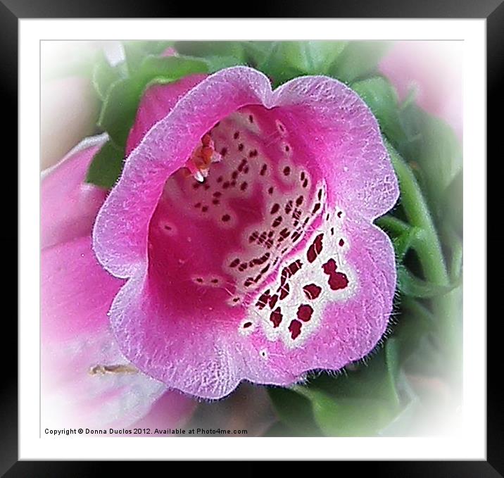 Foxglove flower Framed Mounted Print by Donna Duclos