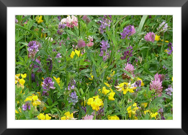 Wild Flower Bouquet Framed Mounted Print by Noreen Linale