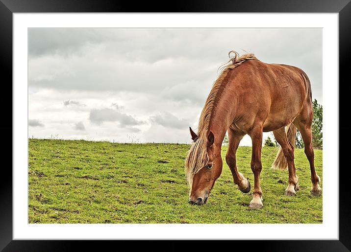 Grazing Framed Mounted Print by Dawn Cox