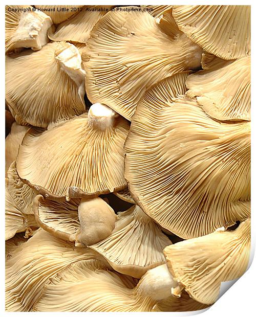 Mushrooms Print by Howard Little
