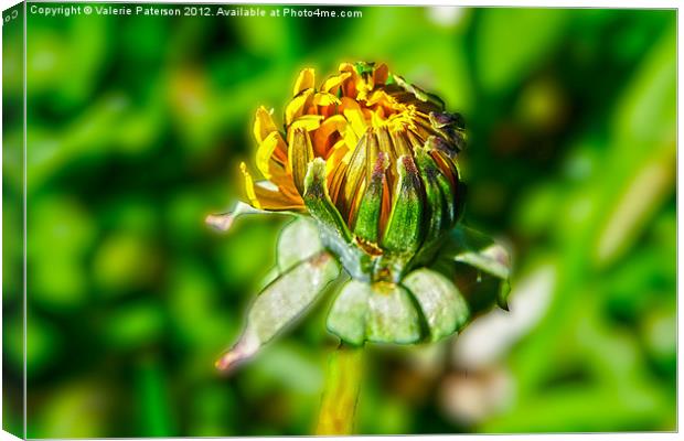 New Bud Canvas Print by Valerie Paterson