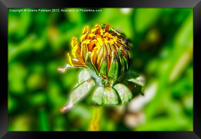 New Bud Framed Print by Valerie Paterson