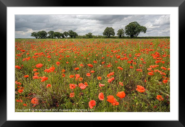 Norfolk Poppy Field Framed Mounted Print by Keith Mountford
