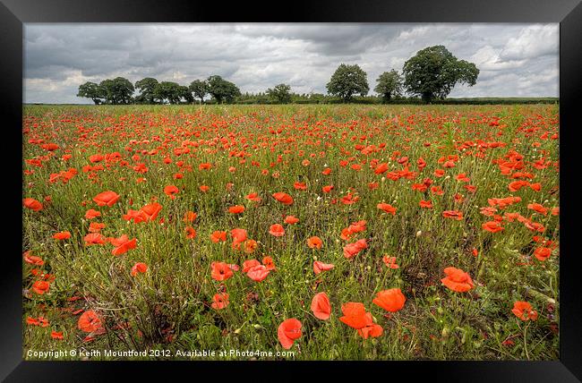 Norfolk Poppy Field Framed Print by Keith Mountford