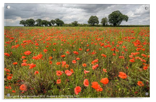 Norfolk Poppy Field Acrylic by Keith Mountford