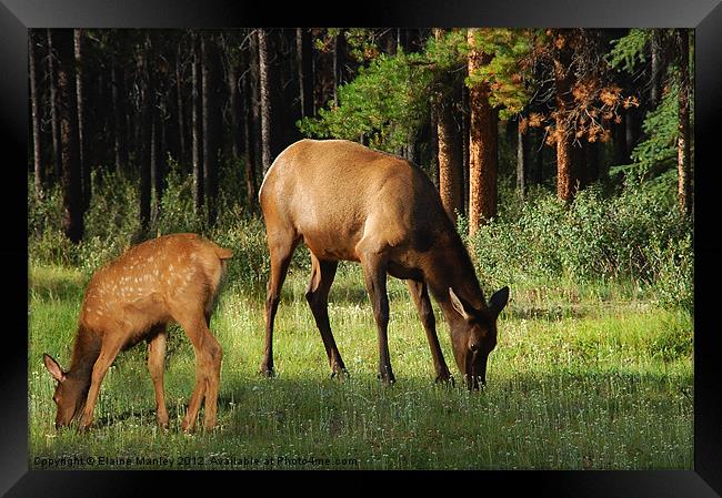 Mother and Baby Elk in Alberta Canad    Animal Framed Print by Elaine Manley