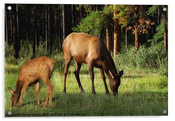 Mother and Baby Elk in Alberta Canad    Animal Acrylic by Elaine Manley