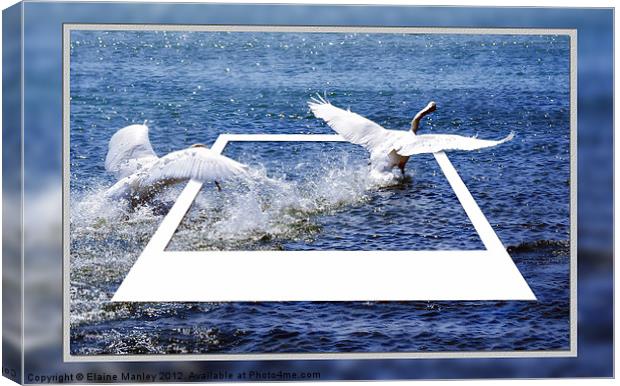 Swan Chase Canvas Print by Elaine Manley