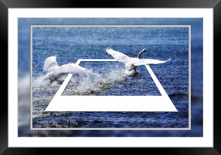 Swan Chase Framed Mounted Print by Elaine Manley
