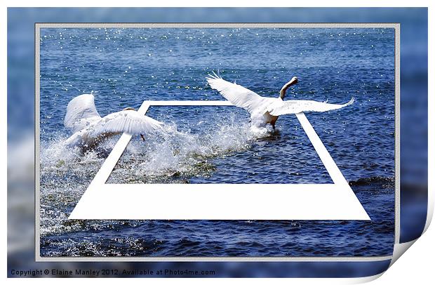 Swan Chase Print by Elaine Manley