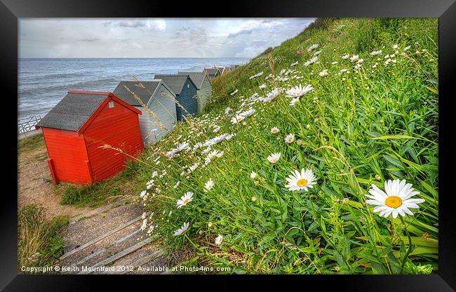 Daisies  and Hut Framed Print by Keith Mountford