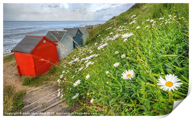 Daisies  and Hut Print by Keith Mountford