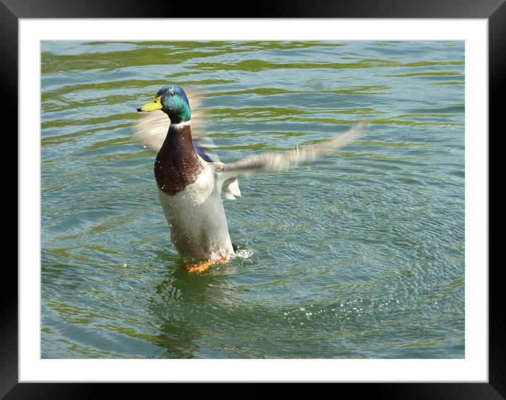 In A Flap Framed Mounted Print by Chuck Foster