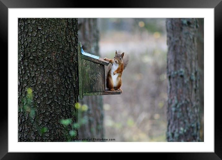 This is My Food Framed Mounted Print by Catherine Webster