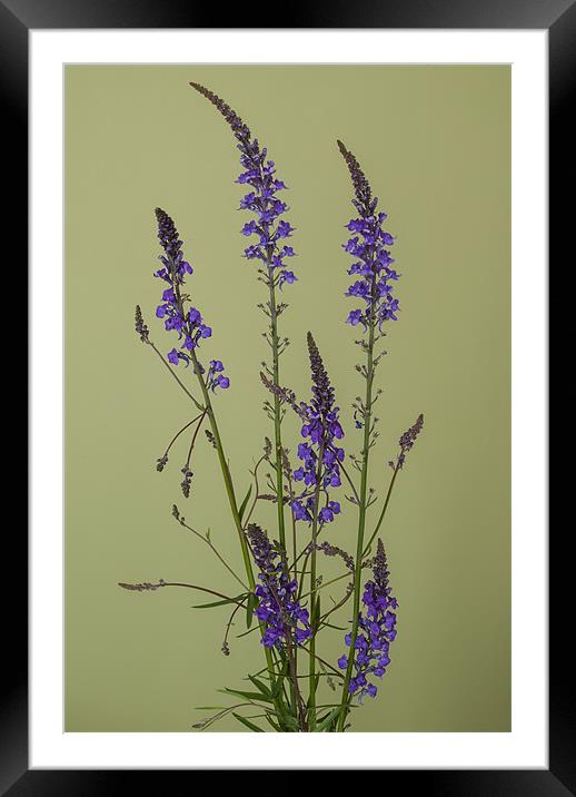 Purple Toadflax Framed Mounted Print by Dave Wilkinson North Devon Ph
